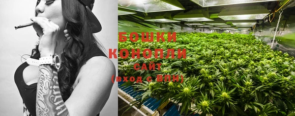 индика Ельня